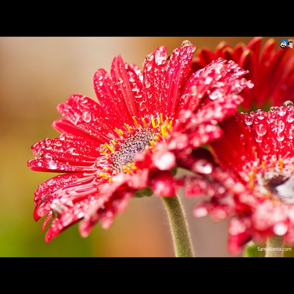 Meet your Posher, Amelia - Picture 1 of 1